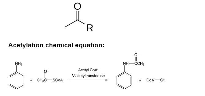 Acetylation 